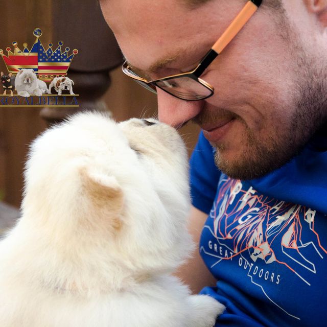puppies