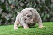 english bulldog puppy