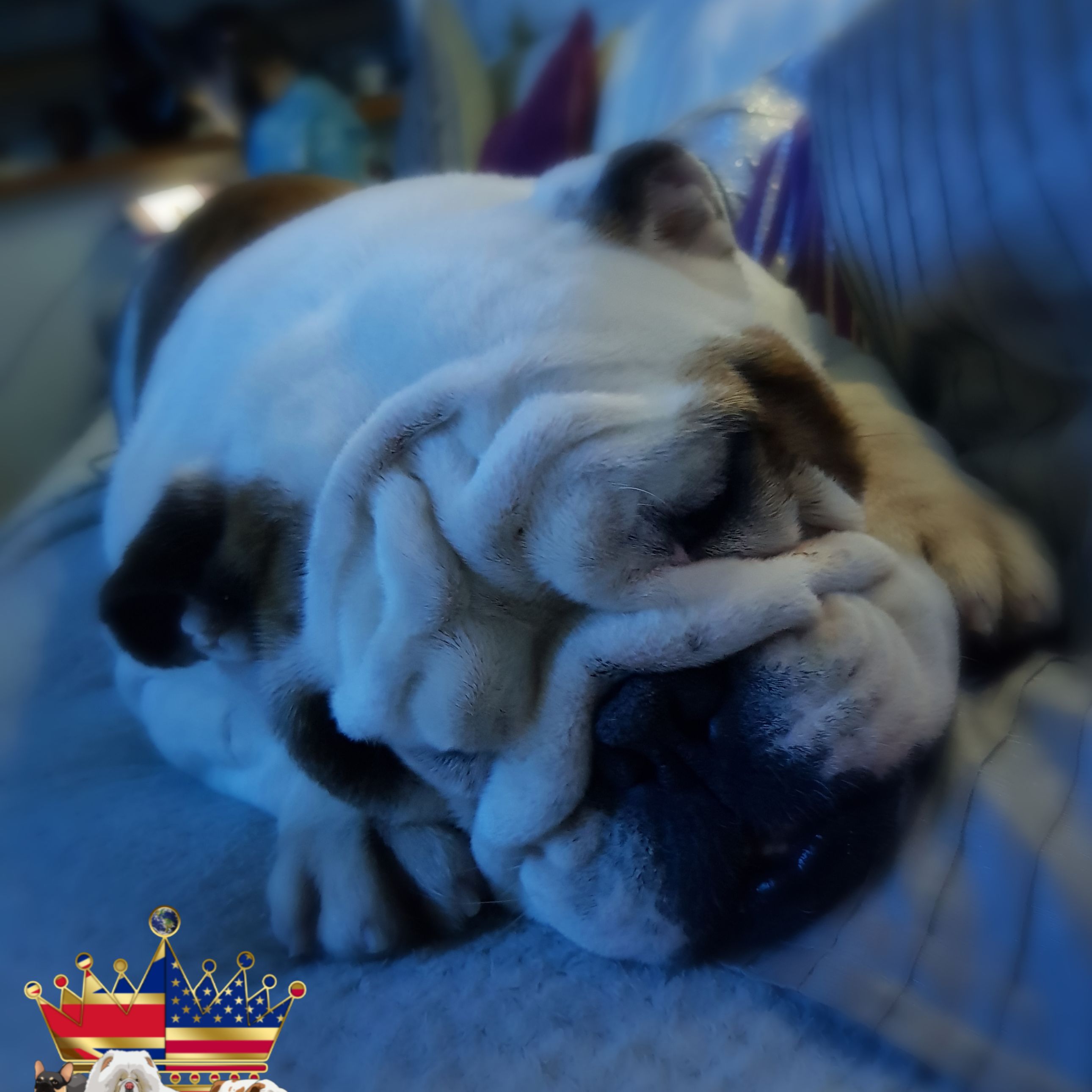 english bulldogs