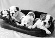 english bulldog puppies