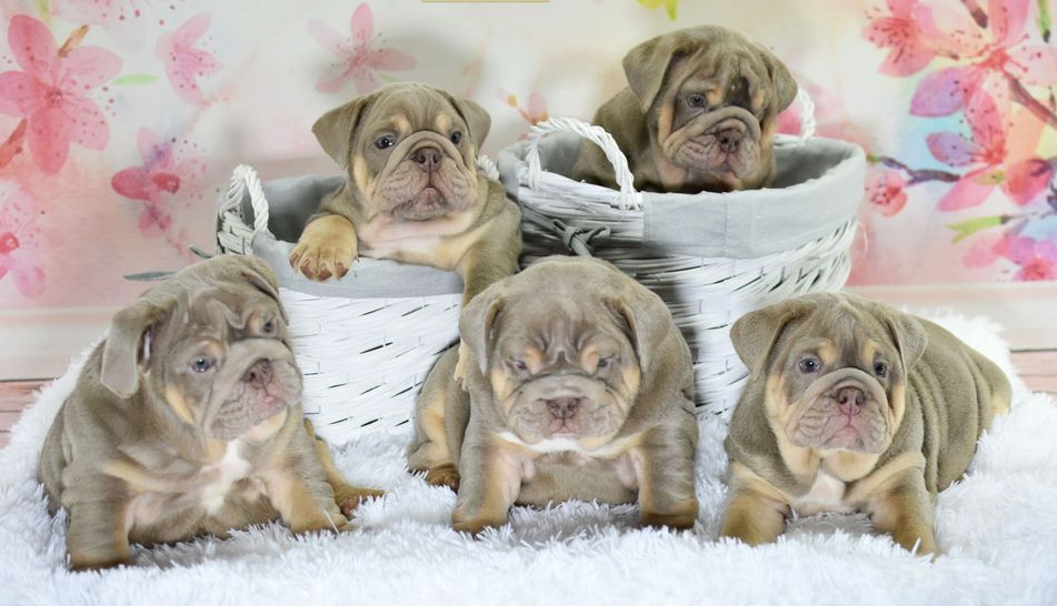 english bulldogs