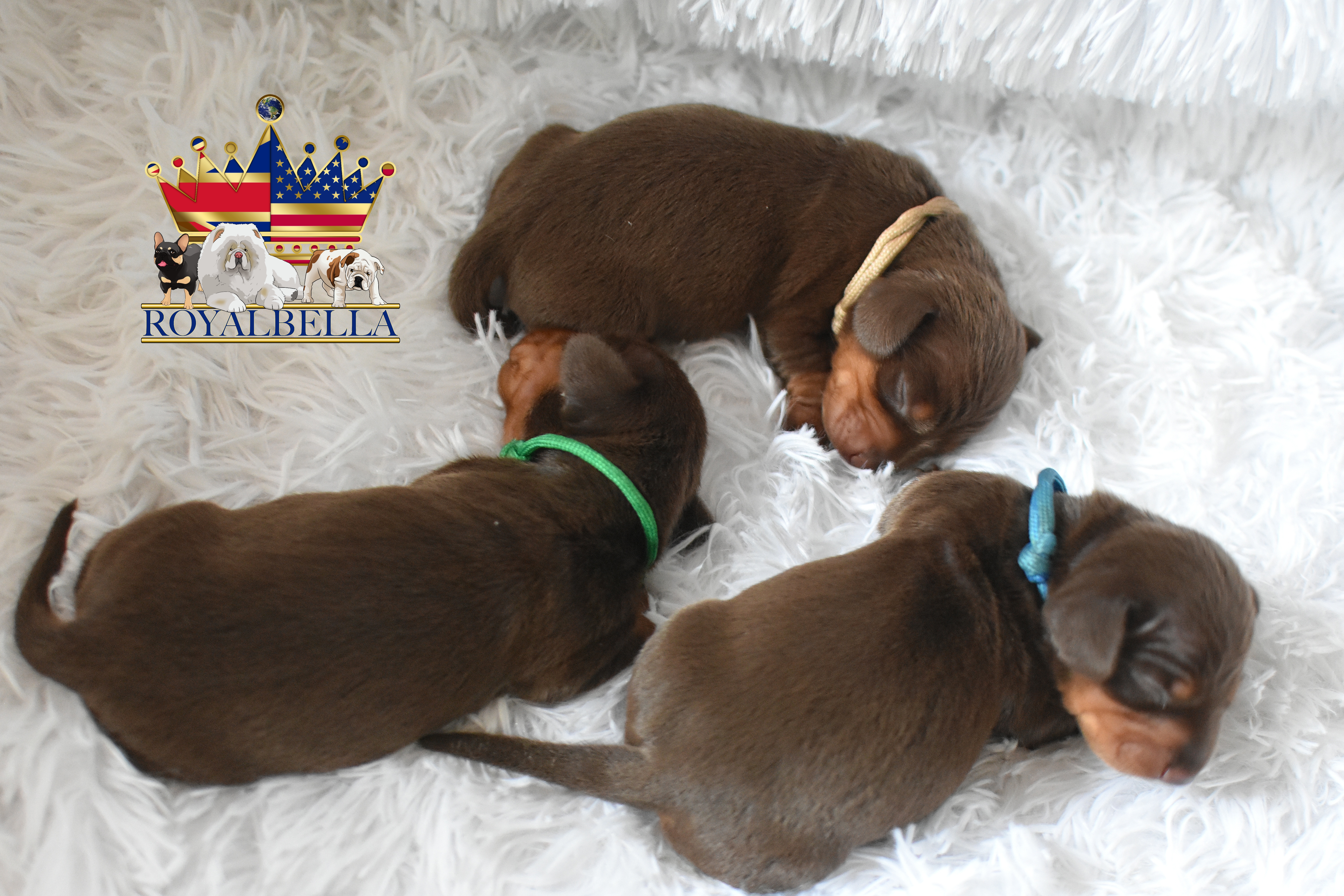 miniature dachshund puppies