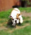 english bulldog puppy