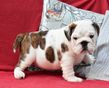 english bulldog puppy