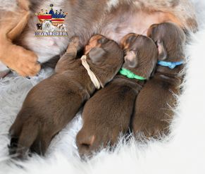 miniature dachshund puppies