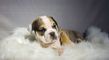 english bulldog puppy