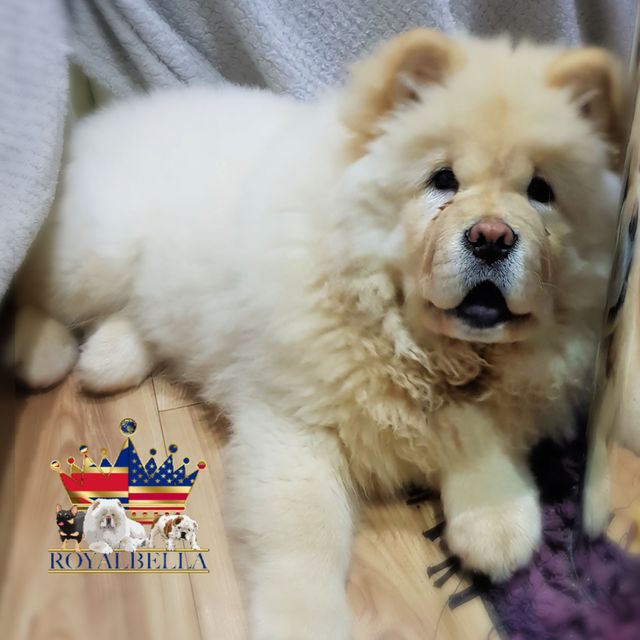 chow chow