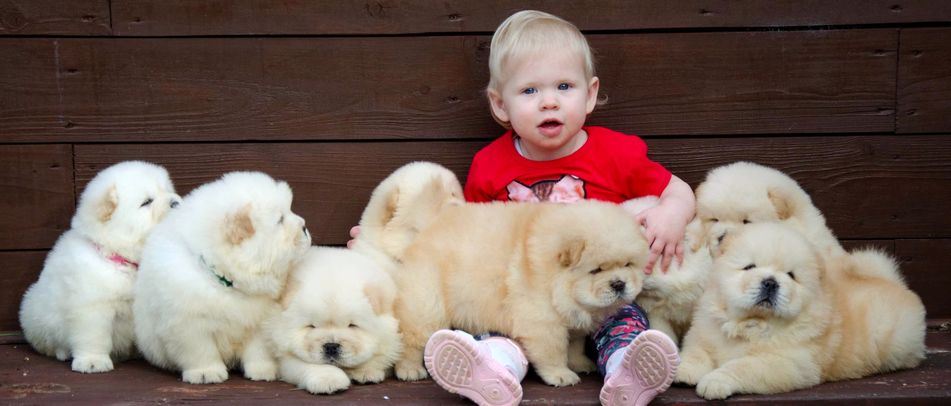 chow chow puppies