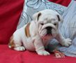 english bulldog puppy