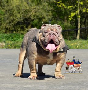 english bulldogs