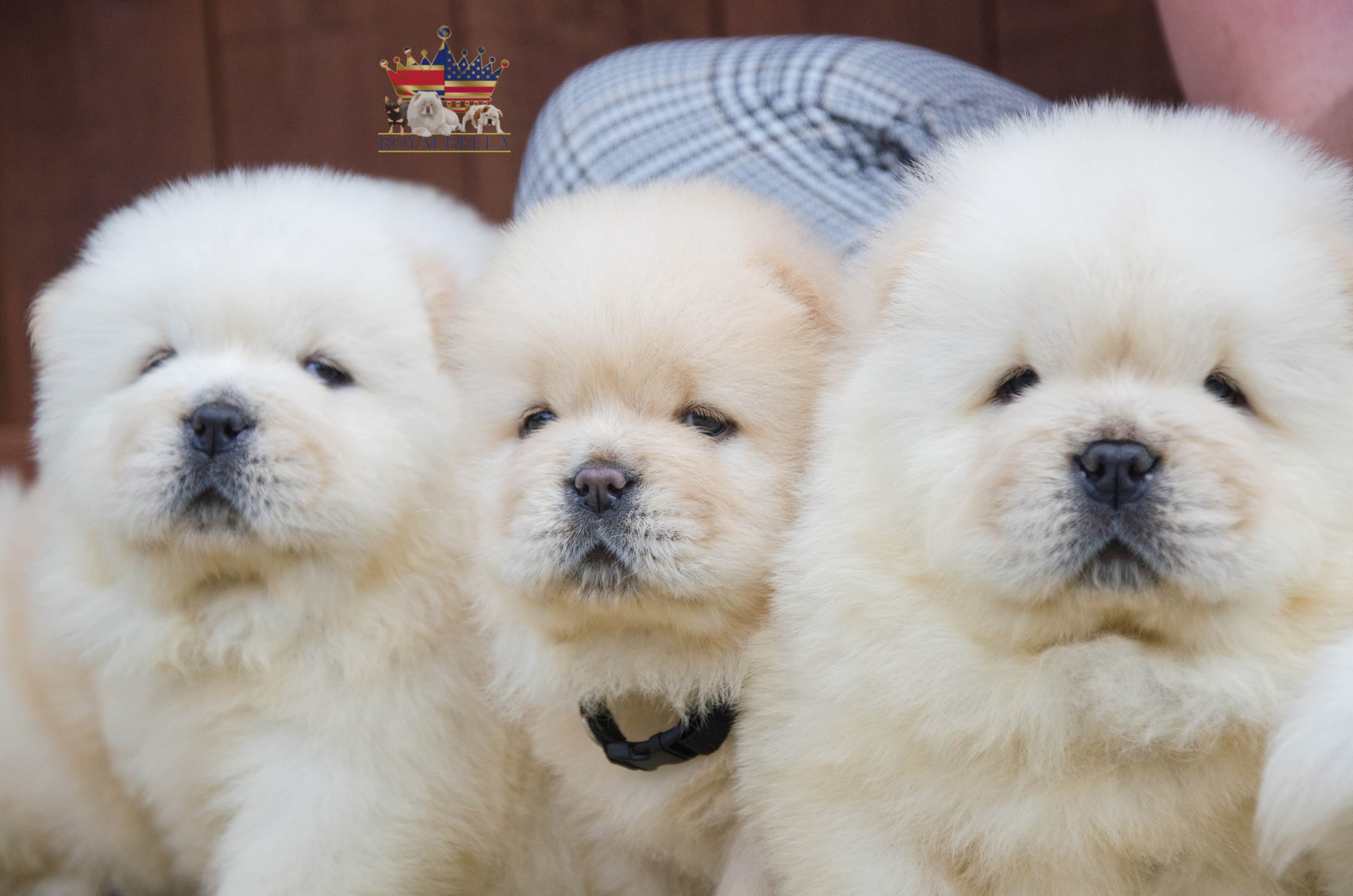 chow chow puppies