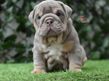 english bulldog puppy