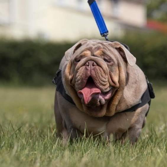 english bulldog puppies