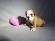 english bulldog puppy