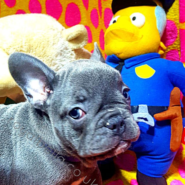 puppy
